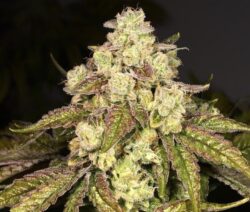 Triple Burger under the Flower House Brand at The Source!!! 29% THC • GMO x  Double Burger. (GMO BX3) by Skunkhouse Genetics. : r/vegastrees