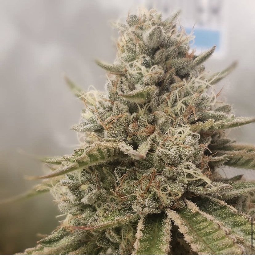 Sacred Cut Seeds Animal Cookies x FPOG Canada Seedz